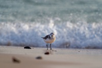 Jespak pisecny - Calidris alba - Sanderling o2801